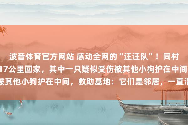 波音体育官方网站 感动全网的“汪汪队”！同村7只狗被偷，联合隐迹17公里回家，其中一只疑似受伤被其他小狗护在中间，救助基地：它们是邻居，一直沿途玩耍